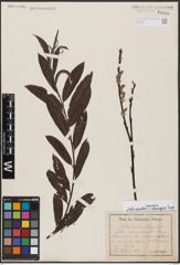 Salix aurita L. x Salix eleagnos Scop.